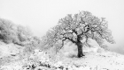 Zimní erbovní dub na Pálavě